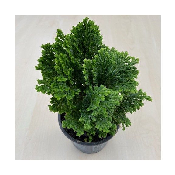 Selaginella martensii jori