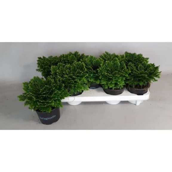 Selaginella martensii jori