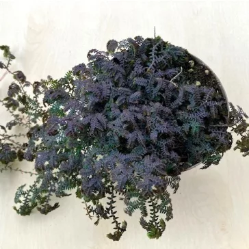 Selaginella uncinata 'Patina'