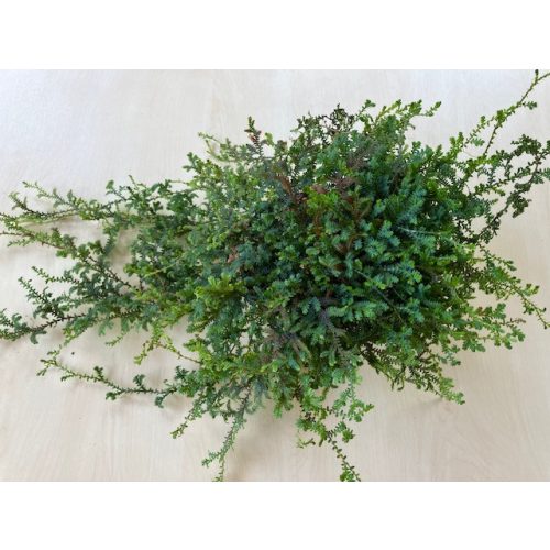Selaginella uncinata 'Peacock'