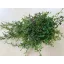 Selaginella uncinata 'Peacock'