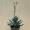 Senecio serpens 'Blue Chalksticks'