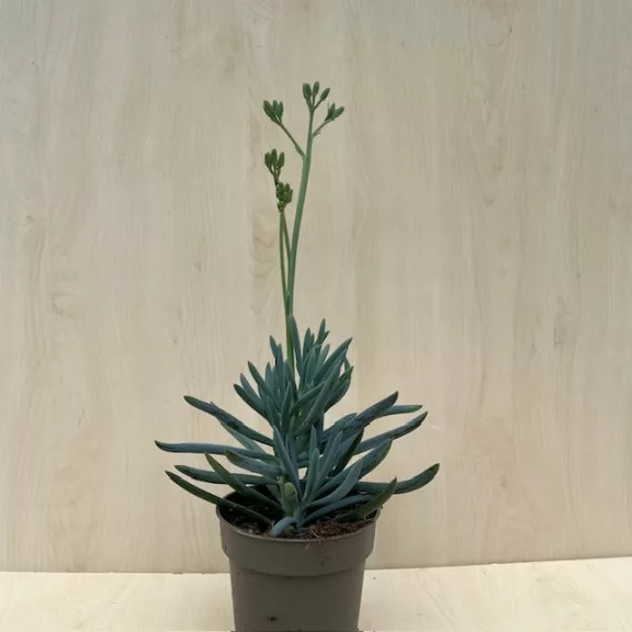 Senecio serpens 'Blue Chalksticks'