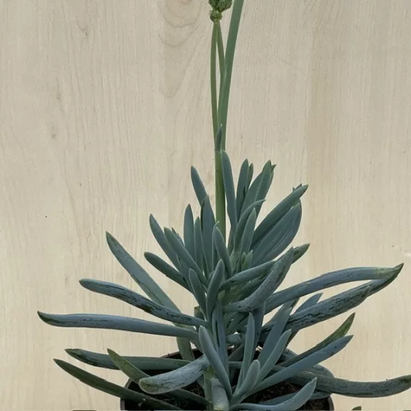Senecio serpens 'Blue Chalksticks'