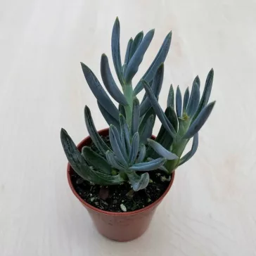 Senecio serpens 'Blue Chalksticks'