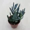 Senecio serpens 'Blue Chalksticks'