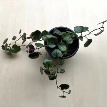 Senecio bryoniifolius