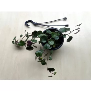 Senecio bryoniifolius