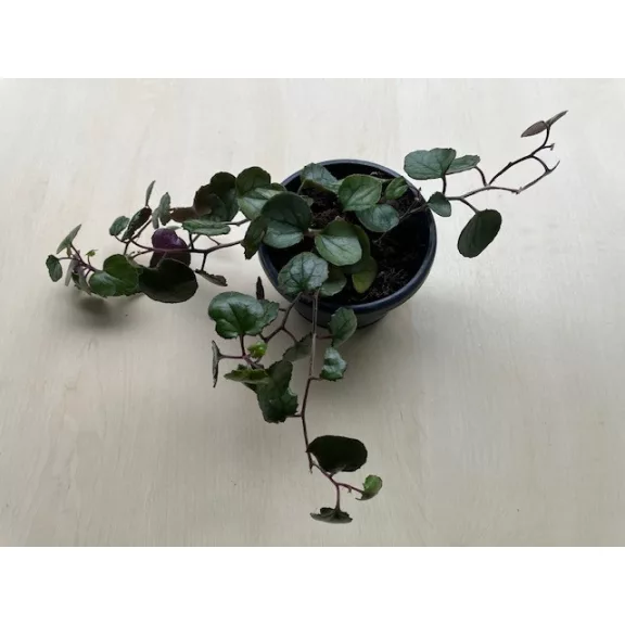 Senecio bryoniifolius