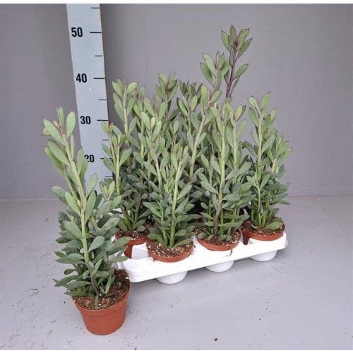 Senecio crassissimus nagy méretű