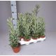 Senecio crassissimus nagy méretű