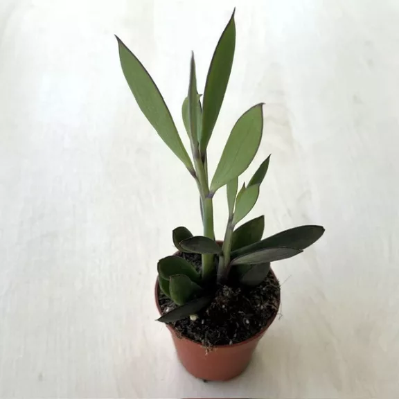 Senecio crassissimus Senecio crassissimus