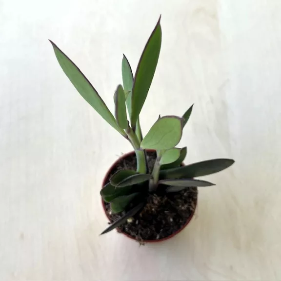 Senecio crassissimus Senecio crassissimus