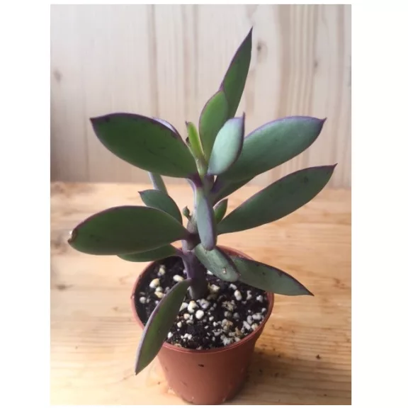 Senecio crassissimus Senecio crassissimus
