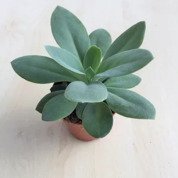 Senecio fulgens