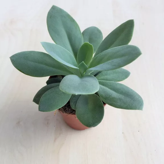 Senecio fulgens