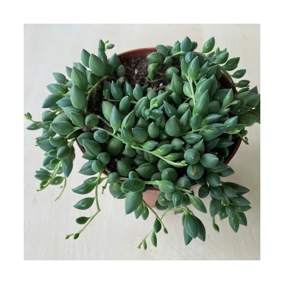 Senecio herreianus