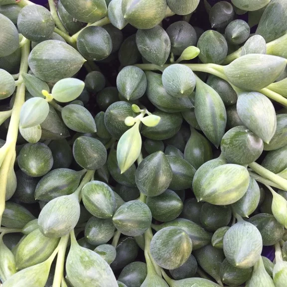 Senecio herreianus