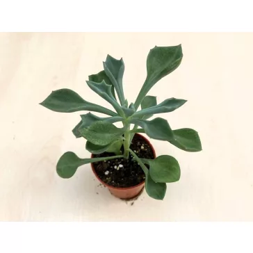 Senecio kleiniiformis