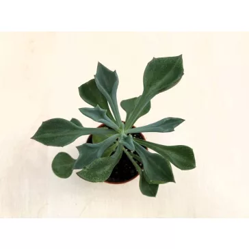Senecio kleiniiformis