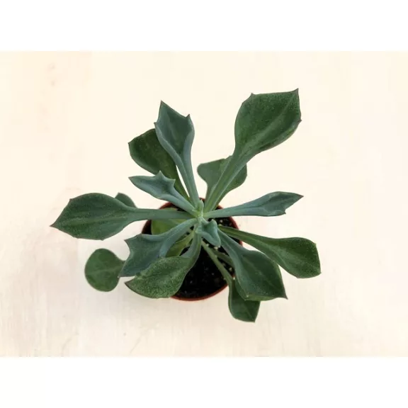 Senecio kleiniiformis