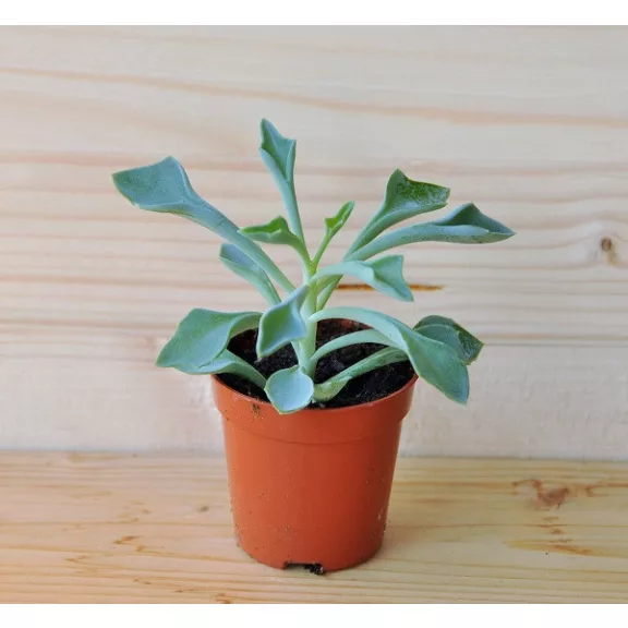 Senecio kleiniiformis