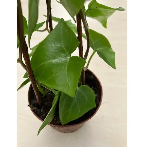 Viaszrepkény - Senecio macroglossus