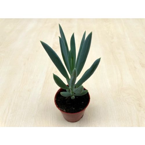 Senecio 'Mount Everest'