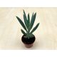 Senecio 'Mount Everest'