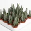 Senecio stapeliiformis
