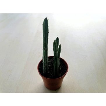 Senecio stapeliiformis