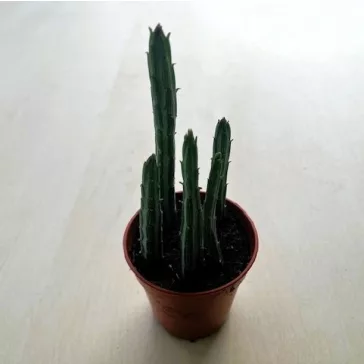 Senecio stapeliiformis