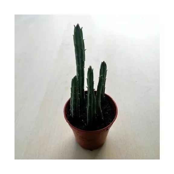 Senecio stapeliiformis