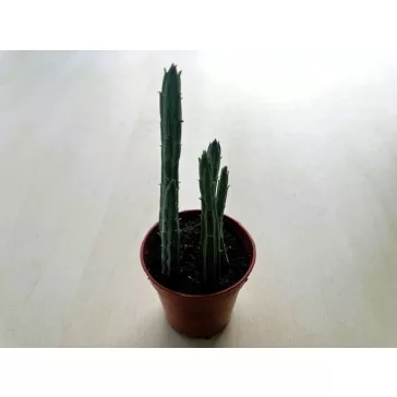 Senecio stapeliiformis