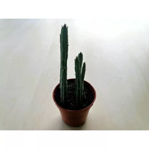 Senecio stapeliiformis