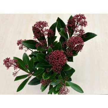 Japán dérbabér 'Rubella'