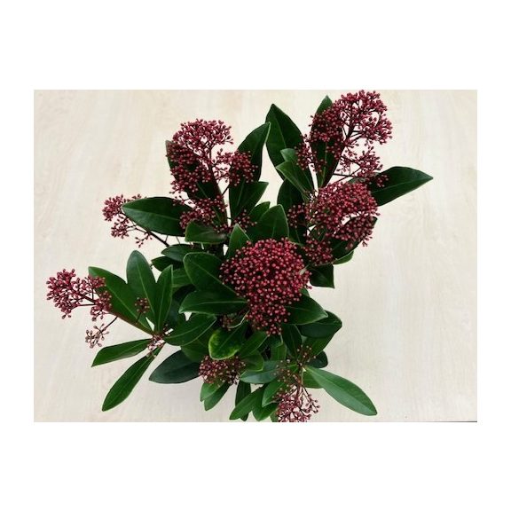 Japán dérbabér 'Rubella'