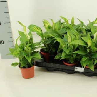 Vitorlavirág  - mini