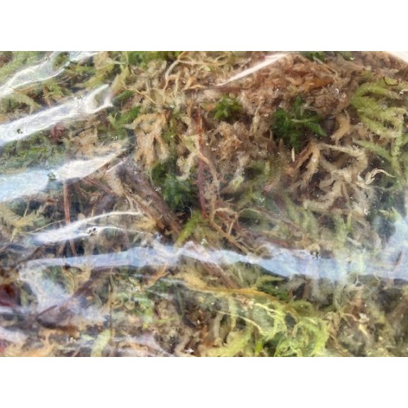 Sphagnum moss (moha) 4L
