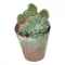 Stapelia leendertziae f. cristata