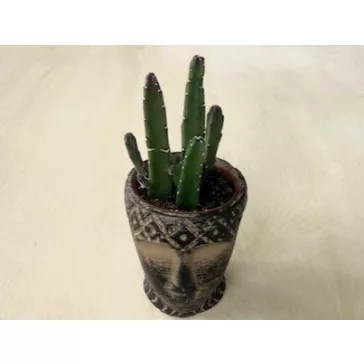 Stapelia leendertziae kaspóval