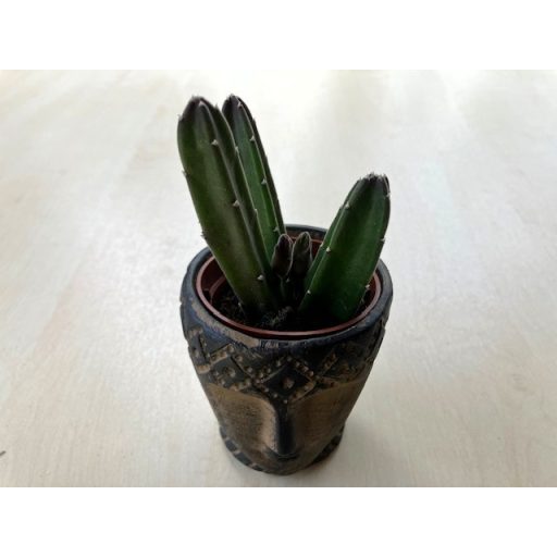 Stapelia leendertziae kaspóval