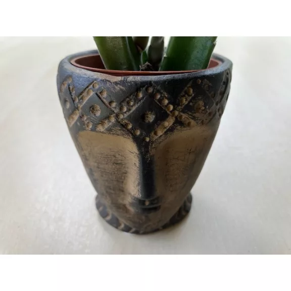 Stapelia leendertziae kaspóval