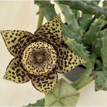 Stapelia sp. - Dögvirág