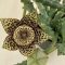 Stapelia sp. - Dögvirág