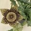 Stapelia sp. - Dögvirág