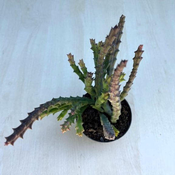 Stapelia sp. - Dögvirág
