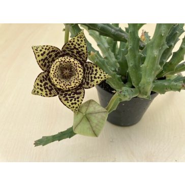 Stapelia sp. - Dögvirág