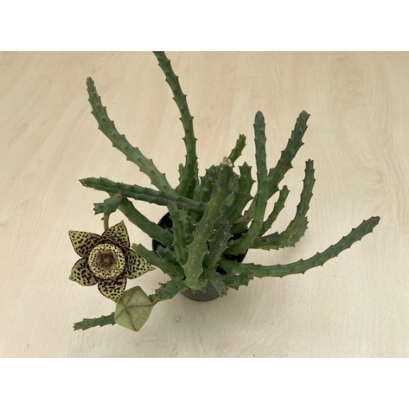 Stapelia sp. - Dögvirág