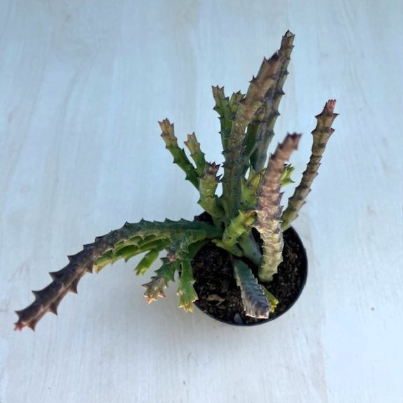 Stapelia sp. - Dögvirág